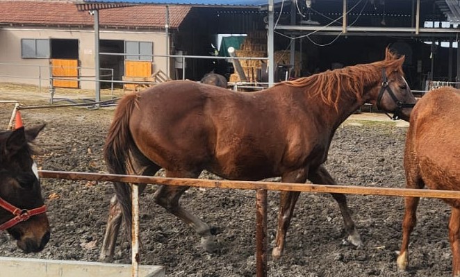 satılık boş kısrak (Aysev)